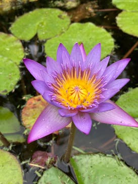 美らヤシパークオキナワ・東南植物楽園に投稿された画像（2022/4/22）