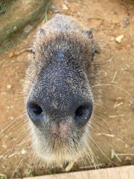 美らヤシパークオキナワ・東南植物楽園に投稿された画像（2022/4/22）