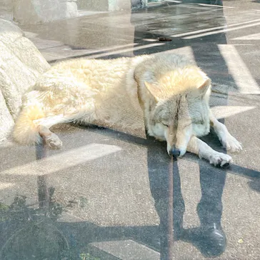 天王寺動物園に投稿された画像（2022/4/22）