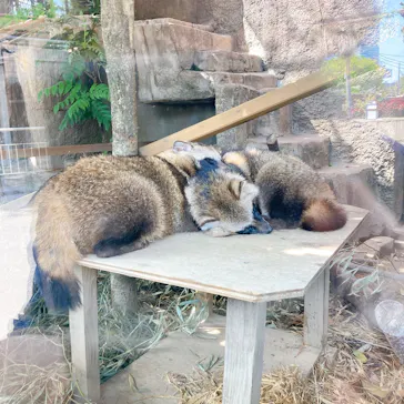 天王寺動物園に投稿された画像（2022/4/22）