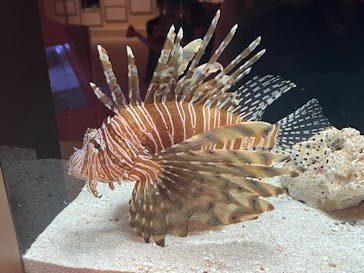 横浜開運水族館 フォーチュンアクアリウムに投稿された画像（2022/4/22）