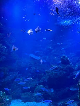 京都鉄道博物館×京都水族館に投稿された画像（2022/4/22）