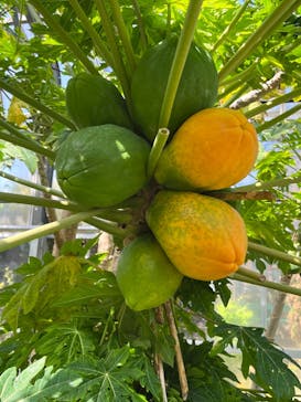 熱川バナナワニ園に投稿された画像（2022/4/22）