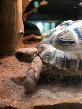 体感型動物園iZooに投稿された画像（2022/4/22）