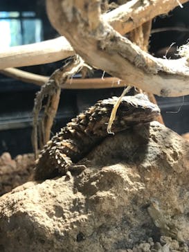 体感型動物園iZooに投稿された画像（2022/4/22）