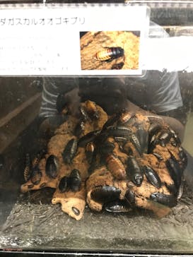 体感型動物園iZooに投稿された画像（2022/4/22）