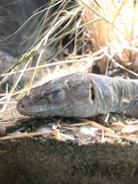 体感型動物園iZooに投稿された画像（2022/4/22）
