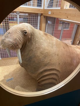 国立科学博物館に投稿された画像（2022/4/23）