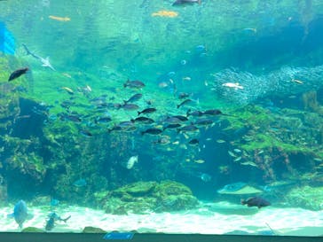 九十九島水族館海きららに投稿された画像（2022/4/23）