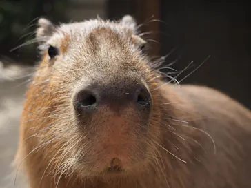 神戸どうぶつ王国に投稿された画像（2022/4/23）