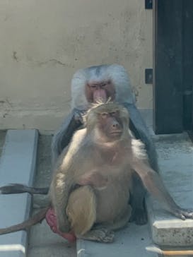 東武動物公園に投稿された画像（2022/4/23）