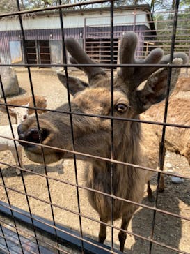 那須サファリパークに投稿された画像（2022/4/23）