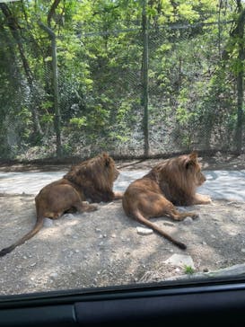 群馬サファリパークに投稿された画像（2022/4/23）