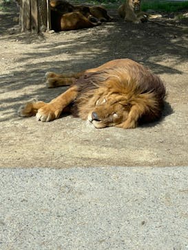 群馬サファリパークに投稿された画像（2022/4/23）