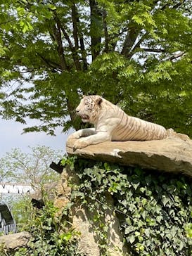 群馬サファリパークに投稿された画像（2022/4/23）