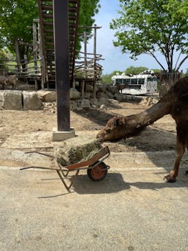 群馬サファリパークに投稿された画像（2022/4/23）