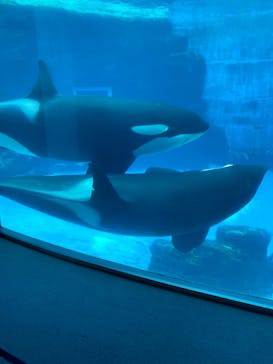 名古屋港水族館に投稿された画像（2022/4/23）