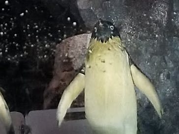 名古屋港水族館に投稿された画像（2022/4/23）