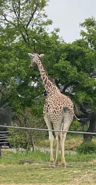 天王寺動物園に投稿された画像（2022/4/23）