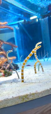 名古屋港水族館に投稿された画像（2022/4/23）