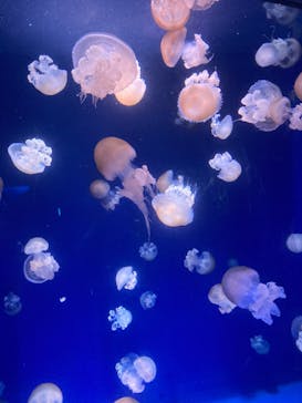 新江ノ島水族館に投稿された画像（2022/4/23）