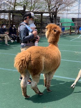 八ヶ岳アルパカ牧場に投稿された画像（2022/4/23）