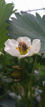 いのさんの観光農園に投稿された画像（2022/4/23）