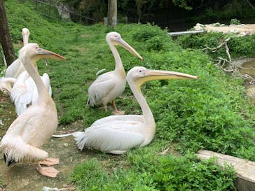しろとり動物園に投稿された画像（2022/4/23）