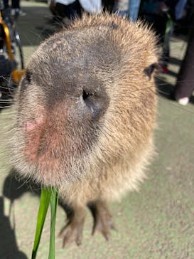 伊豆シャボテン動物公園に投稿された画像（2022/4/23）