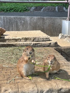 伊豆シャボテン動物公園に投稿された画像（2022/4/23）