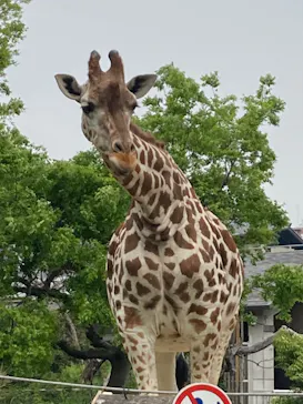 天王寺動物園に投稿された画像（2022/4/23）