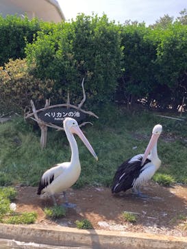 鴨川シーワールドに投稿された画像（2022/4/23）