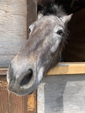 伊勢忍者キングダムに投稿された画像（2022/4/23）