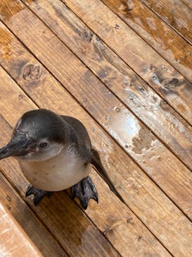 南知多ビーチランド＆南知多おもちゃ王国に投稿された画像（2022/4/23）