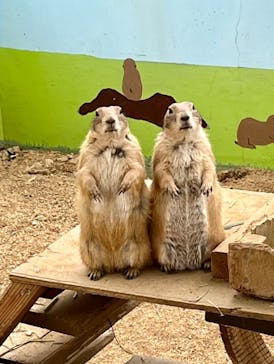 淡路ファームパーク イングランドの丘に投稿された画像（2022/4/23）