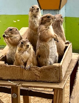 淡路ファームパーク イングランドの丘に投稿された画像（2022/4/23）