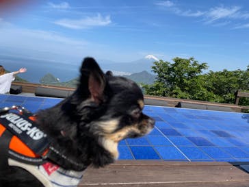 伊豆パノラマパークに投稿された画像（2022/4/23）