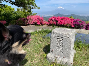 伊豆パノラマパークに投稿された画像（2022/4/23）