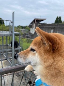 阿蘇カドリー・ドミニオンに投稿された画像（2022/4/23）