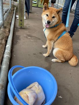 阿蘇カドリー・ドミニオンに投稿された画像（2022/4/23）