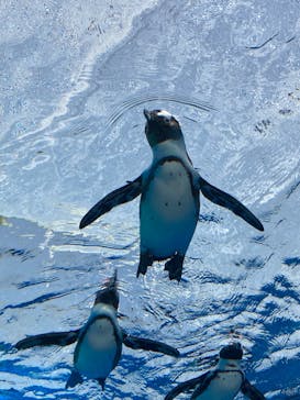 サンシャイン水族館に投稿された画像（2022/4/23）