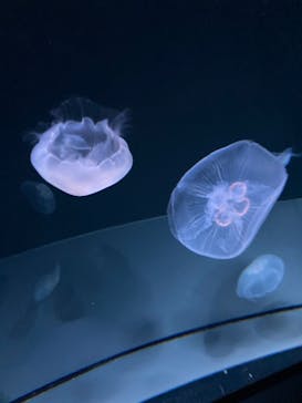 サンシャイン水族館に投稿された画像（2022/4/23）