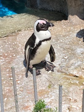 サンシャイン水族館に投稿された画像（2022/4/23）