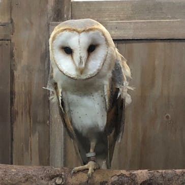 富士花鳥園に投稿された画像（2022/4/23）