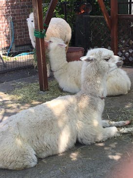 東武動物公園に投稿された画像（2022/4/24）