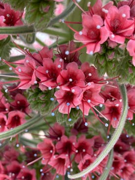 安城産業文化公園デンパークに投稿された画像（2022/4/24）