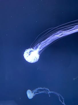 サンシャイン水族館に投稿された画像（2022/4/24）