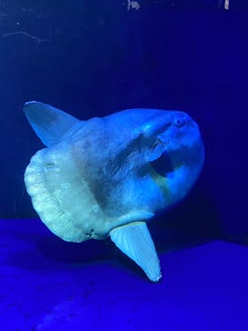 サンシャイン水族館に投稿された画像（2022/4/24）