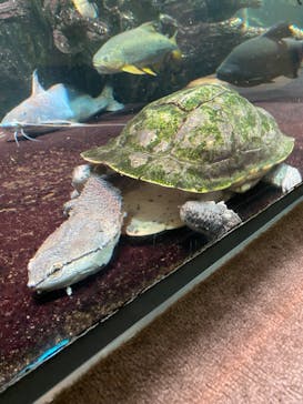 サンシャイン水族館に投稿された画像（2022/4/24）
