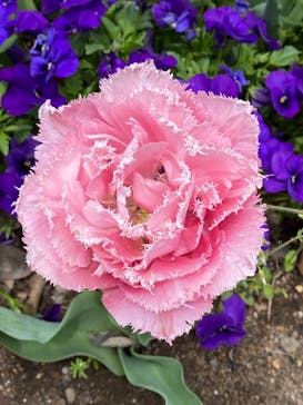 とっとり花回廊に投稿された画像（2022/4/24）